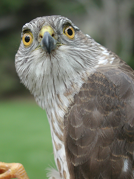 Female Sharp-shinned Hawk
