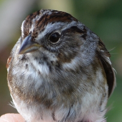 Song Sparrow frontal view