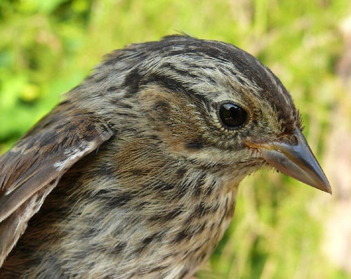 young swamp sparrow