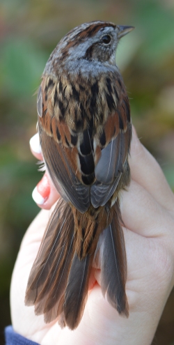 Swamp Sparrow profile