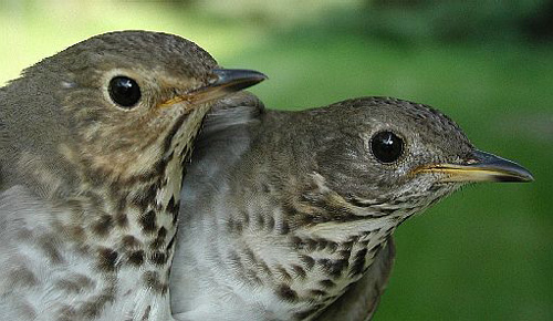 Two Swainson's Thrushes side by side