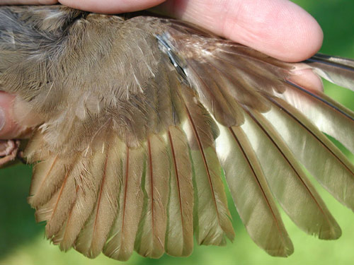 Swainson's Thrush, wing detail