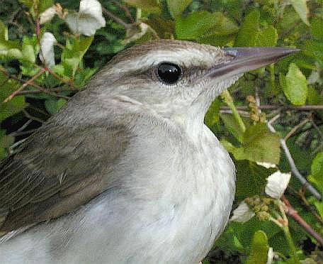 Swainson's Warbler profile