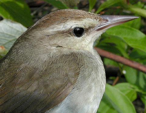 brown bird with a darker back and lighter underside