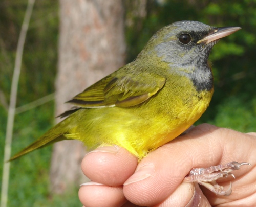 Second-year male Mourning Warbler