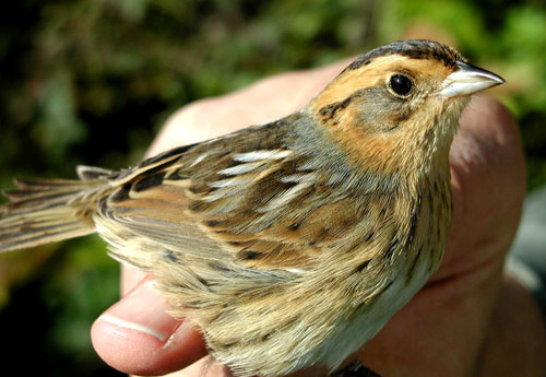 Nelson's Sharp-tailed Sparrow (Ammodramus nelsonii)