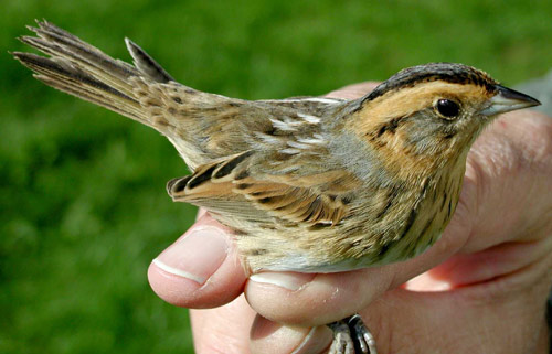 Sharp-tailed sparrow, a small brown and black bird