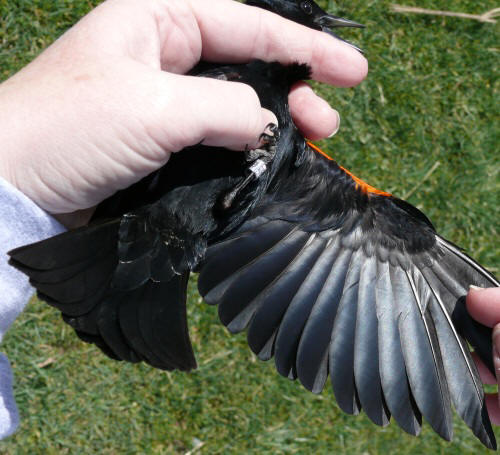 Spread underwing of Red-winged Blackbird