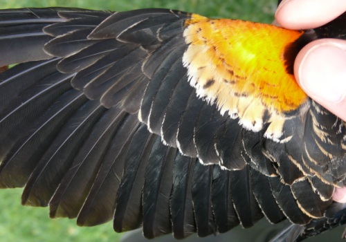 Spread wing of second-year Red-winged Blackbird