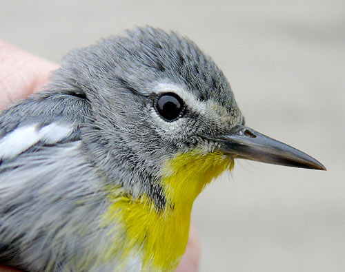 Head of a "Sutton's" Warbler a greyy bird with brigh yellow patch on its throat