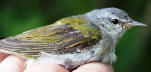 male tennessee warbler 