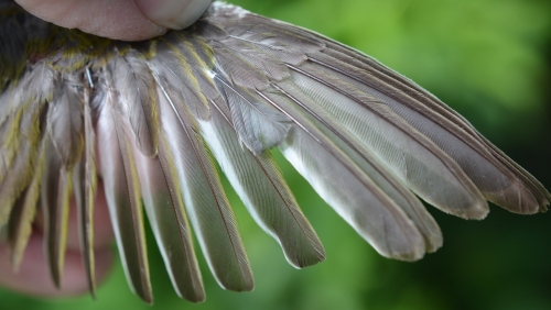 molted wing of tennessee warbler