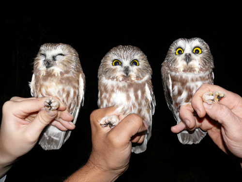Three Northern Saw-whet owls