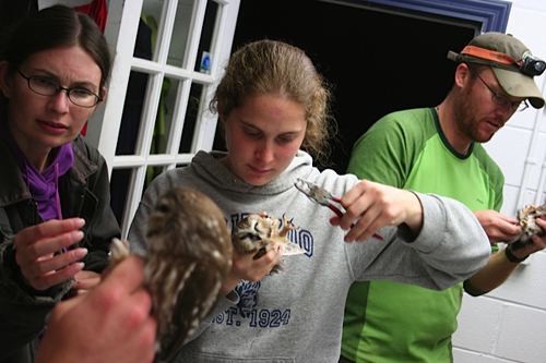 Three people banding Northern Saw-whet owls