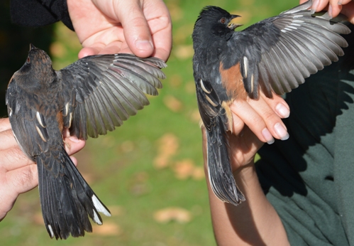 Two Eastern Towhees with Spread Wings