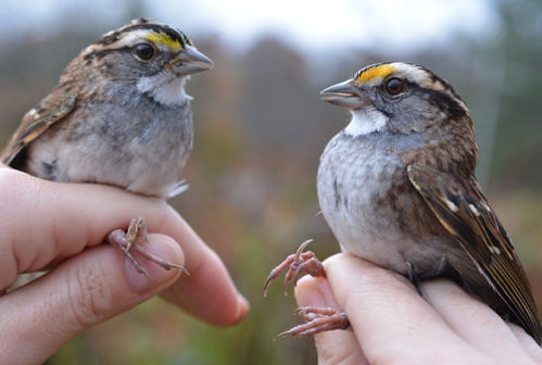 Two White-Throated Sparrows