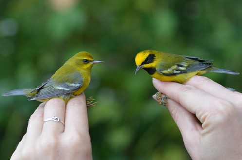 Two hybrid Lawrence's Warblers