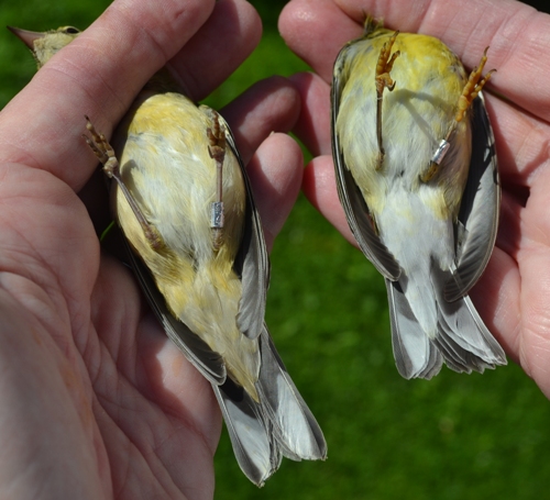 Undertail coverts of Bay-breasted and Blackpoll Warblers