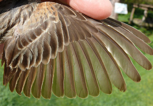 Vesper Sparrow wing