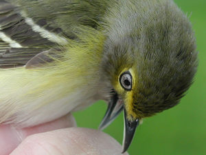 White-eyed Vireo