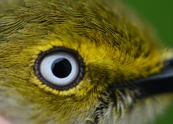 eye of an adult male white eyed vireo