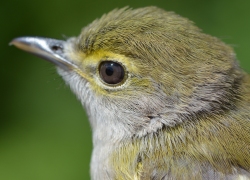 eye of a young white eyed vireo