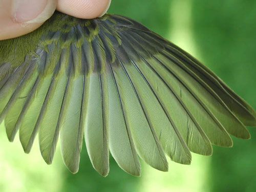Wilson's Warbler wing, young male