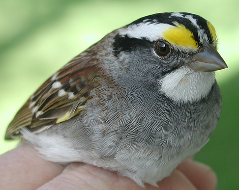 White-throated Sparrow, bright plumage