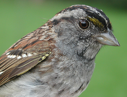 White-throated Sparrow, dull plumage