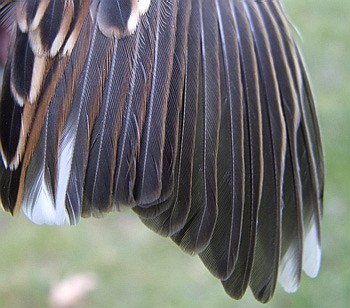 Detail of wing, Junco