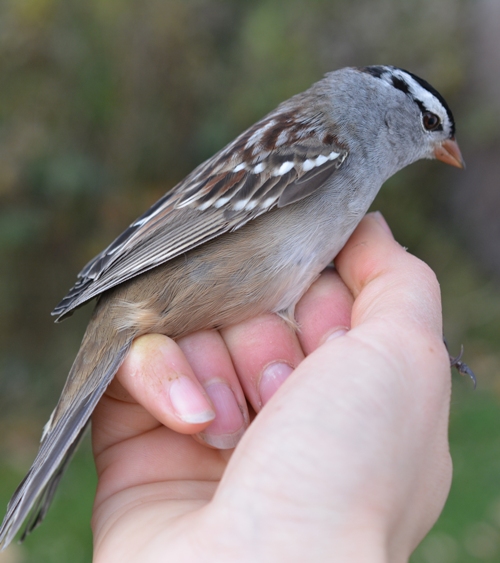 White-crowned sparrow side
