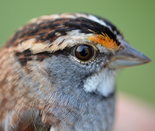 White-throated Sparrow's head