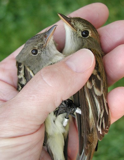 Two birds held in a hand (Alder and Willow flycatchers)