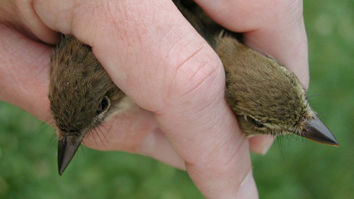 Alder and Willow flycatchers held in a hand, top of heads