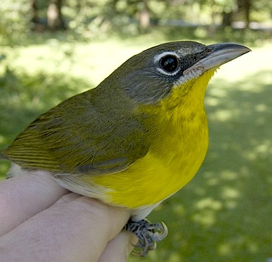 An immature female Yellow-breasted Chat
