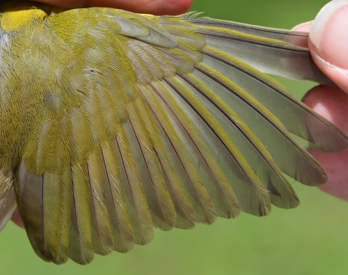 outstretched wing of yellow breasted chat