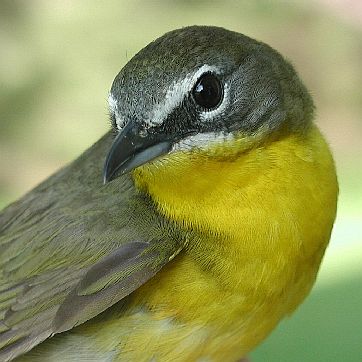 female Yellow-breasted Chat