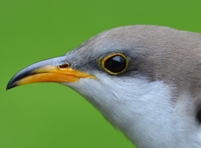 head of a yellow-billed cuckoo