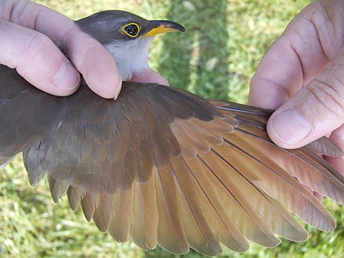 Yellow-billed Cuckoo with wing outstretched