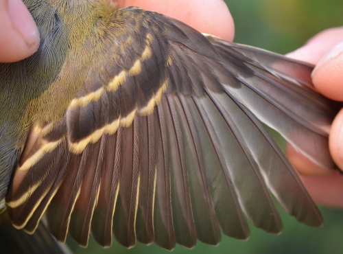 wing of Yellow-bellied Flycatcher