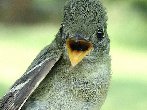 Yellow-bellied Flycatcher looking at camera with beak open