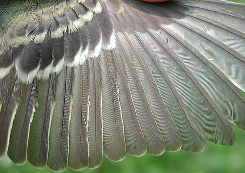 Yellow-bellied Flycatcher wing detail