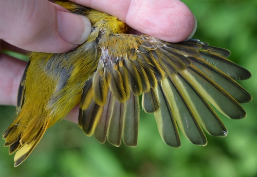 molting wing of yellow warbler