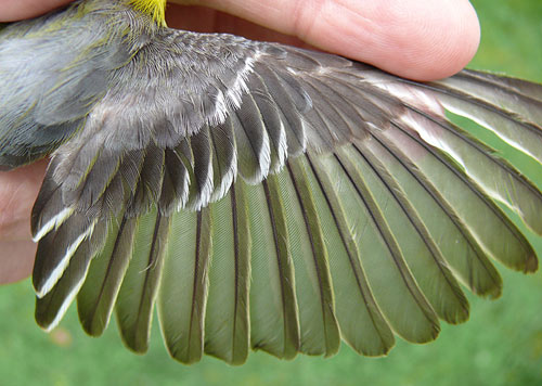 Yellow-throated Vireo wing detail