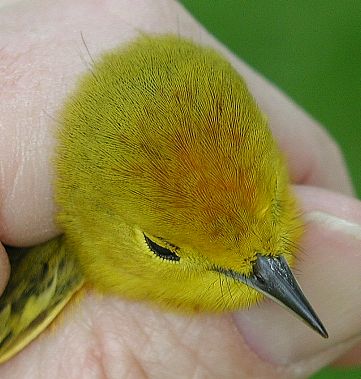 male Yellow Warbler, top of head