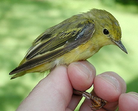 Molting adult female Yellow Warbler
