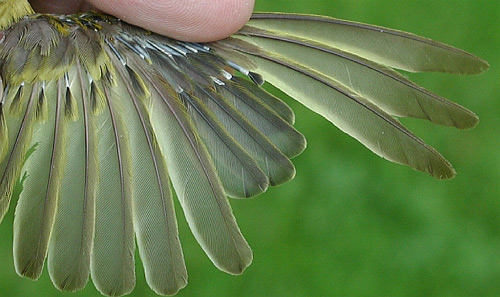 Wing detail, molting adult female Yellow Warbler