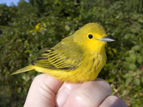 Adult male Yellow Warbler