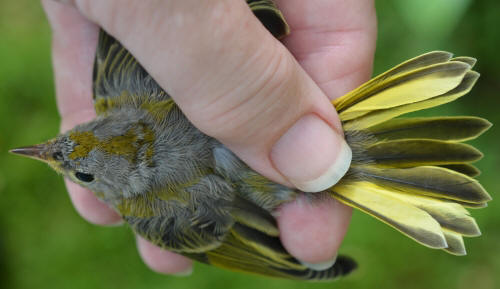 top view of yellow warbler