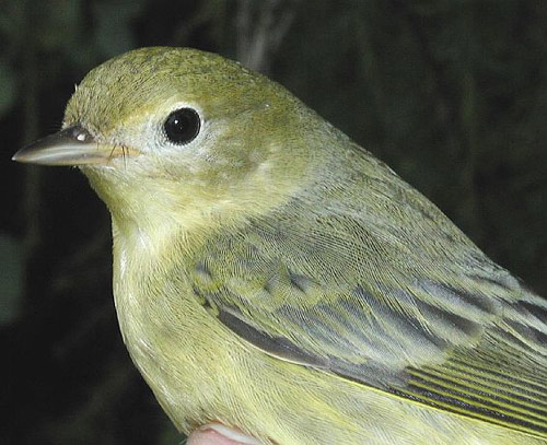 Yellow Warbler with a white ring around its eye and unusually dull coloring